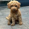 Goldendoodle puppy for sale , Goldendoodle for adoption, buy Goldendoodle puppy, Golden doodle for sale near me, buy Labradoodle online