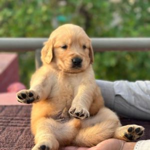Female Golden Retriever puppy for sale, Golden Retriever for sale, Buy Retriever puppy, Retriever for adoption, Labrador Retriever for sale