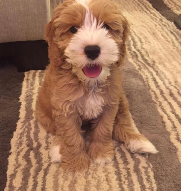 Mini Labradoodle for sale, Labradoodle f1b for sale, buy mini labradoodle puppy, Labradoodle f1b for sale near me, miniature Labradoodle for adoption