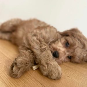 Goldendoodle F1B for sale, Labradoodle f1b for sale, Goldendoodle puppies for sale, Buy Goldendoodle online, Labradoodle Puppy Price